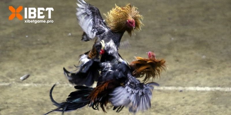 Luật thi đấu đá gà chi tiết